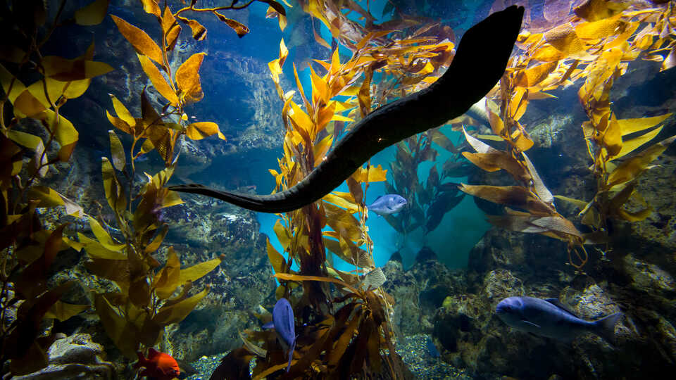California Coast exhibit with swimming moray eel and kelp at the Academy