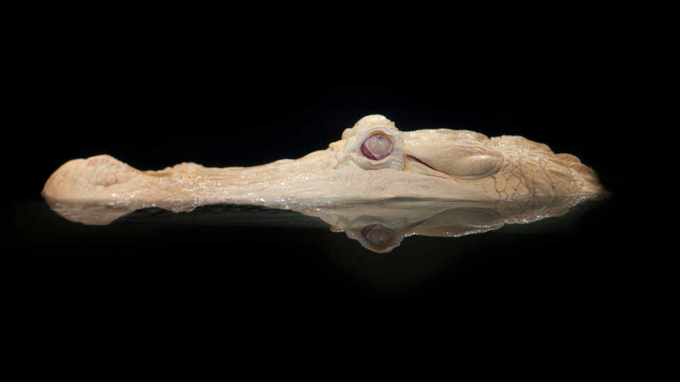 Top of head of alligator with albinism ominously peeks out of dark water