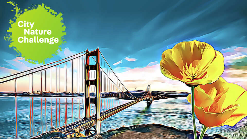 San Francisco Bay Area City Nature Challenge, April 29 - May 2, 2022