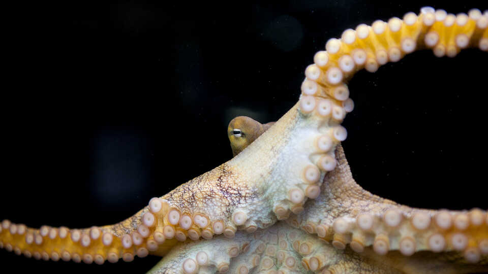 Octopus with tentacles extended looks into the camera