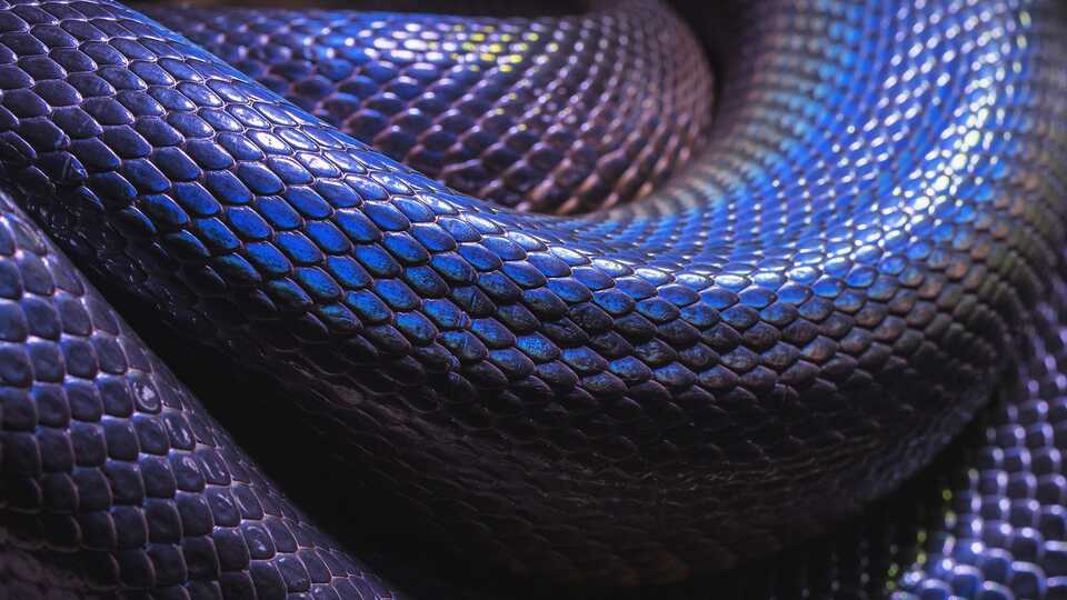 Close-up of purple iridescent snake scales