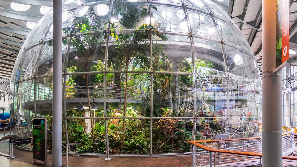 Wide-angle view of the indoor rainforest at the Academy