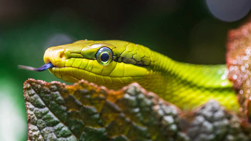 Close-up of redtailed green ratsnake with tongue out