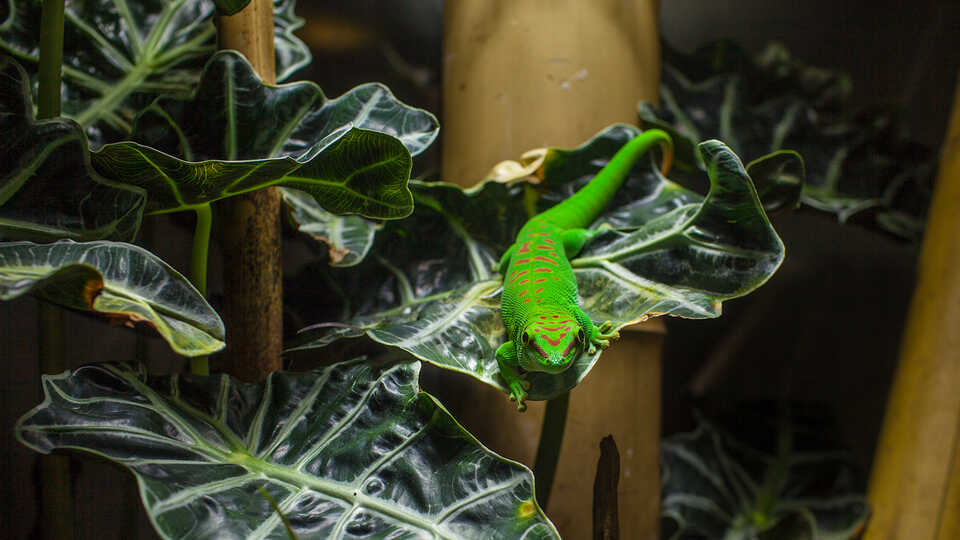 Green and red day gecko on a leaf in the Academy rainforest
