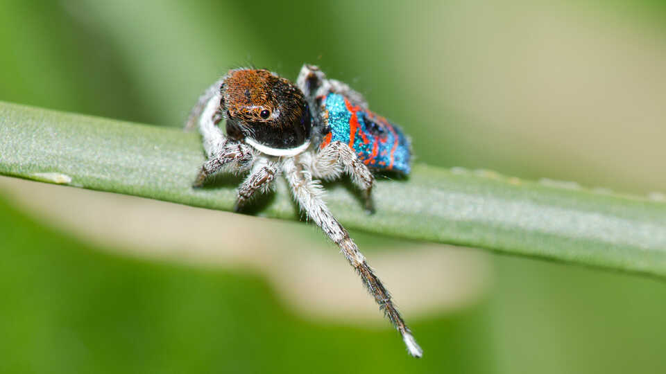 Close-up photo of peacock spider on a leaf by Jean and Fred Hort