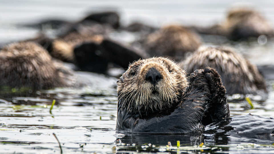 Sea otter floats among kelp in Elkhorn Slough 
