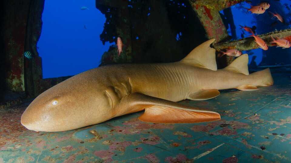 Close-up underwater shot of nurse shark resting on a wreck