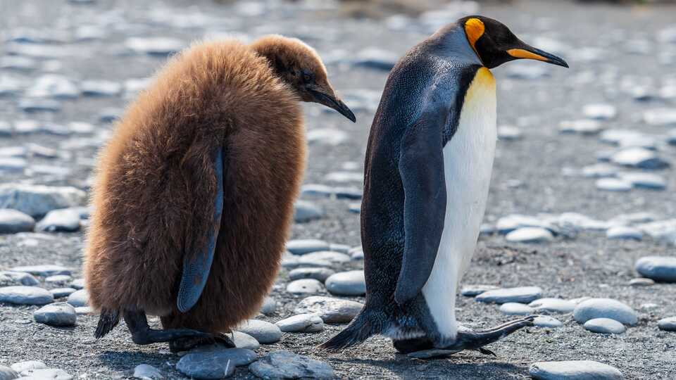 Emperor penguin adult and fuzzy chick