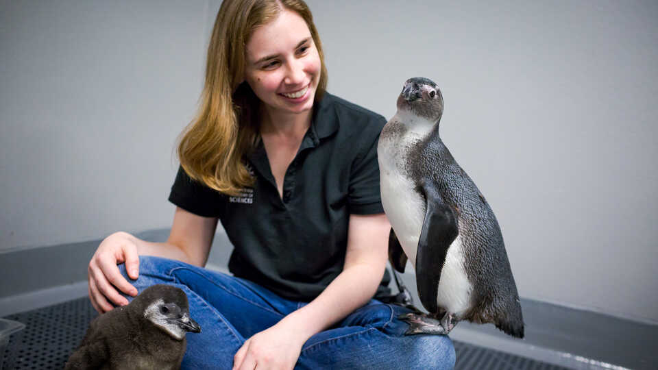 Two juvenile African penguins sit in the lap of Academy biologist 