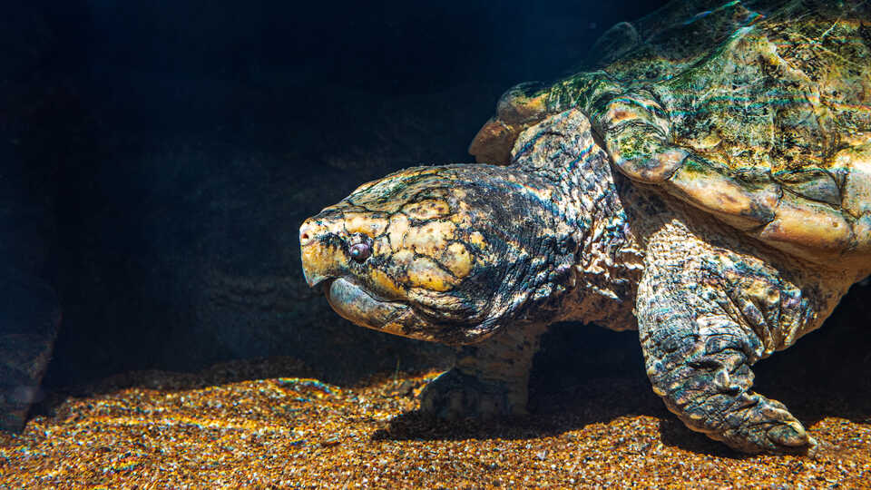 Underwater photo of alligator snapping turtle