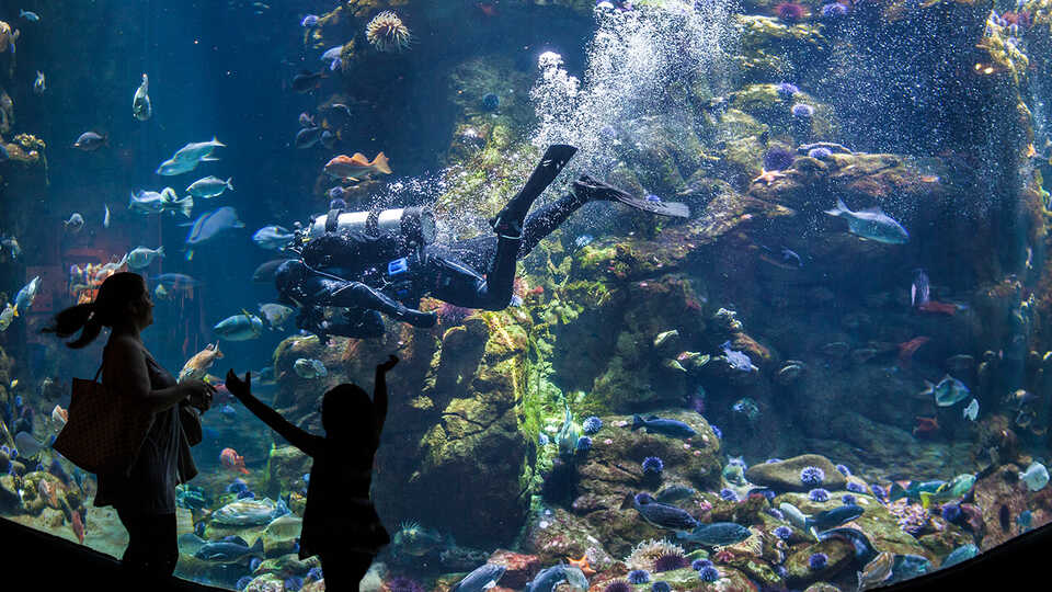Diver in the California Coast exhibit at the Academy
