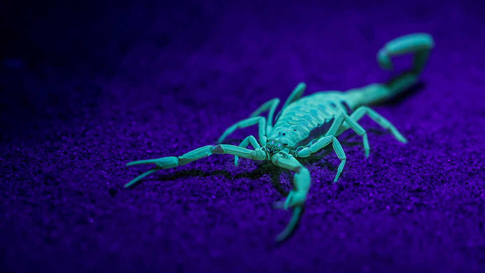 Bark scorpion fluorescing under ultraviolet light at night